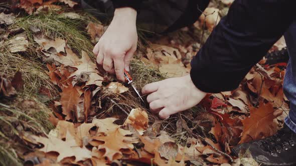 Gathering mushrooms in wild. Close up of man collects mushrooms in autumn fores