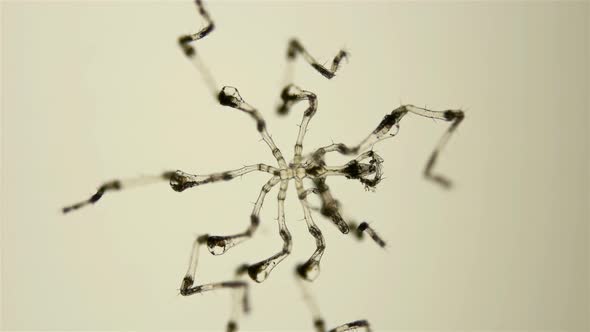 Pantopoda or Pycnogonids Sea Spider Under a Microscope, Class Pycnogonida, Size of Only About 2 Mm