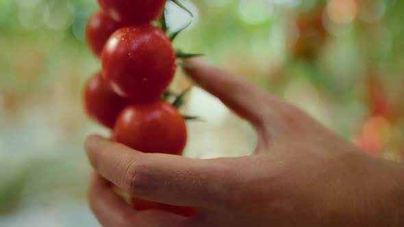 Greenhouse Worker Hand Closeup Harvesting Organic Red Tomatoes in Plantation