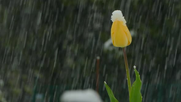 The Yellow Bud Is Covered with Snow