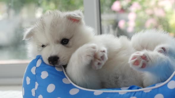 Cute Siberian Husky Puppies Playing In Pet Bed