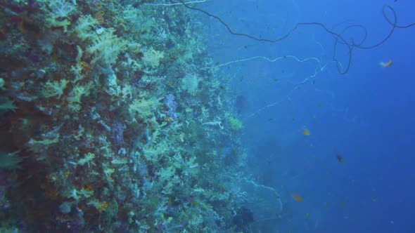 A coral covered underwater wall in the protected area of misool, raja ampat