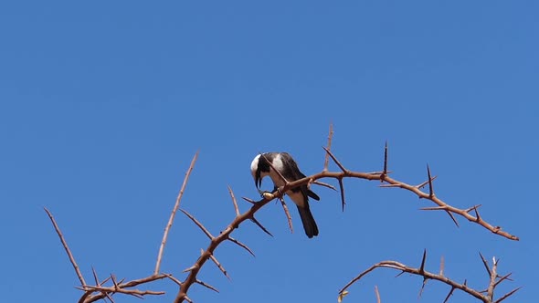 980251 Northern White-crowned Shrike, eurocephalus rueppelli, Adult with Insect in its Beak, Tsavo P