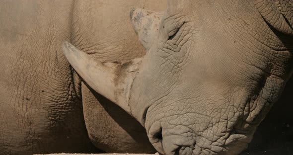 The white rhinoceros or square-lipped rhinoceros, (Ceratotherium simum)