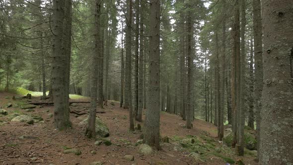 Coniferous Forest Ground