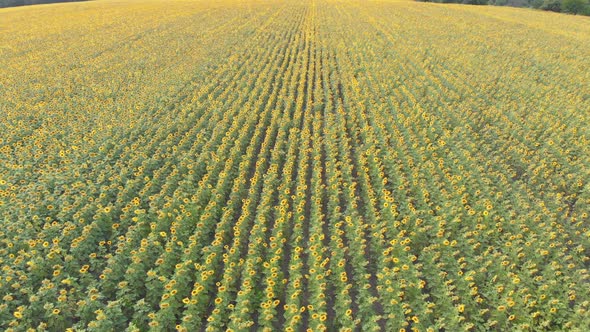 Aerial Drone View of Sunflowers Field. Rows of Sunflowers on a Hill