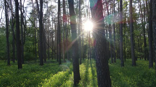 Summer Forest with Pine Trees Slow Motion