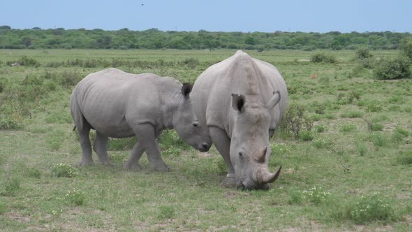 Rhino mother and young grazing 