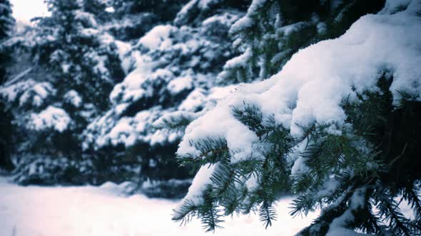 Snow Falling At The Fir Trees Branches