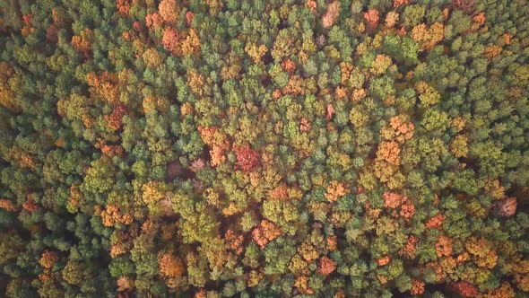 Aerial View. Flying over the beautiful autumn forest trees. Aerial camera shot. Landscape panorama.