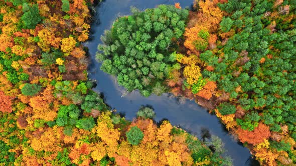 Aerial view of colorful forest and river in autumn, Poland