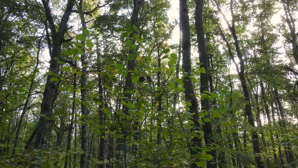 Autumn Forest with Trees By Day