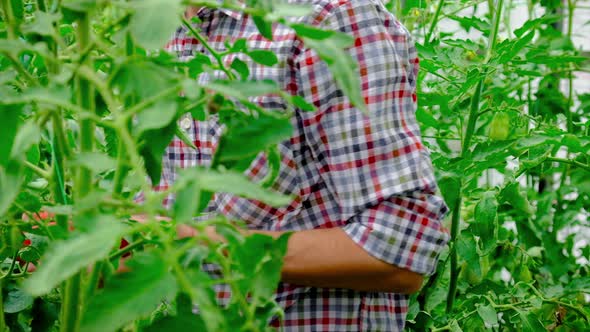 Man Farmer is Harvesting Tomatoes in the Garden