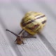 Close Up Of Snail Inspecting Wooden Decking - VideoHive Item for Sale