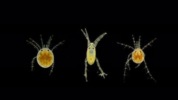 Mite Hydrachnidia Under the Microscope