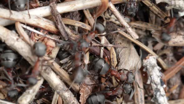 Wild ant Hill in the Forest