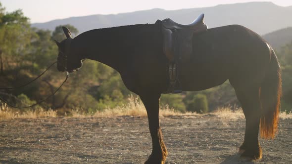 Side View Horse Standing on Mountain Hill in Sunshine Chewing Bridle