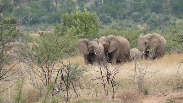 Herd of elephants in Pilanesberg Game Reserve
