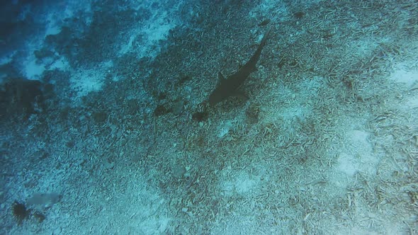 Blacktip Reef Shark Swimming in a Current and Hunting Over Coral Reef