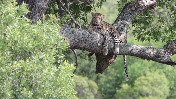 African Leopard relaxes on big tree branch in the heat of the day