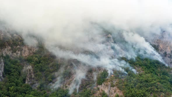 Rainforest burning in a WILDFIRE, white plumes of thick smoke billowing over green hillside