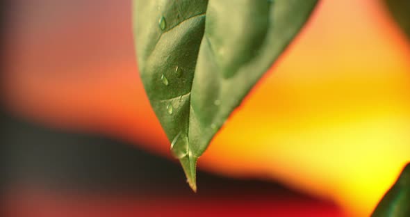 A Macro Raindrop Drips From a Tree Leaf Against a Beautiful Orange Sunset Sky and Sun. Dew at