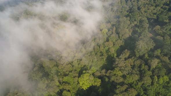 Tropical Landscape Rainforest and Mountains