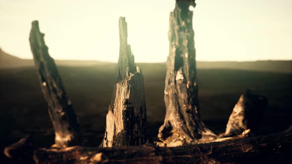 Logs and Trunks After the Forest Fire