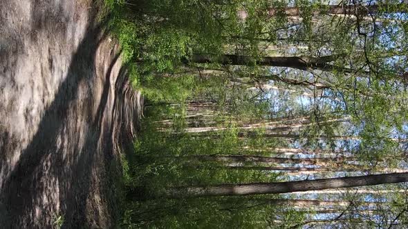 Vertical Video of Green Forest During the Day