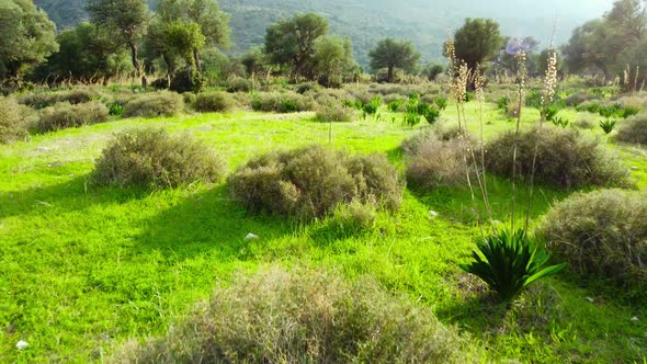 Summer Forest Aerial Landscape Beautiful Large Olive Tree and Green Grass in the Field