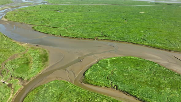 Long aerial shot of wetlands with small narrow rivers flowing through green nature into a larger mud