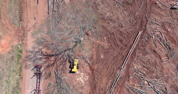 Freshly Cut Trees for Residential Construction in Hydraulic Forklift Truck Clearing Forest on Land