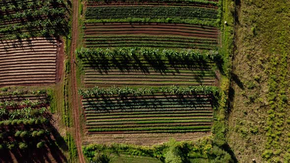 Ascending aerial view of an organic farm with rows of vegetable and banana plants