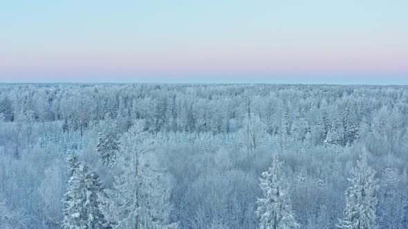 Winter Forest