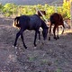 Three horses eating grape leaves in mountain vineyard - VideoHive Item for Sale
