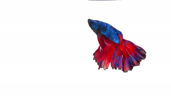 Siamese fighting fish (Betta splendens)