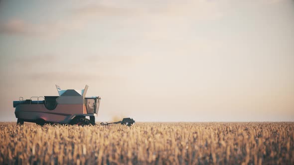 Modern Combine Harvester Gathers Wheat Crop In Field At Sunset