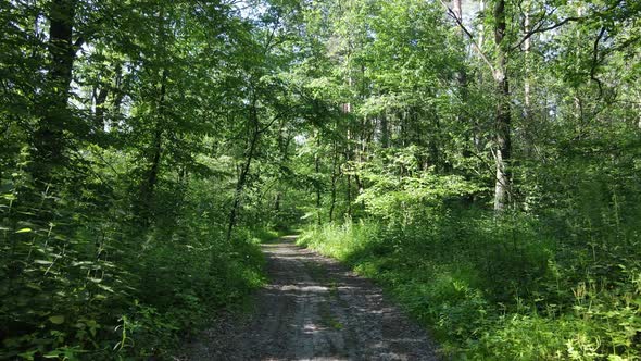 Beautiful Green Forest on a Summer Day Slow Motion