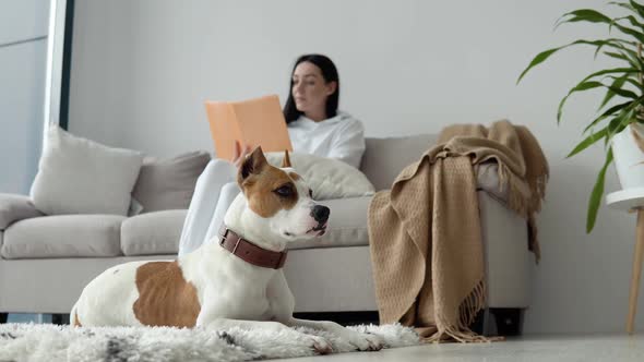 Young Woman Relaxing Her Dog Reading Book Beautiful Modern Apartment