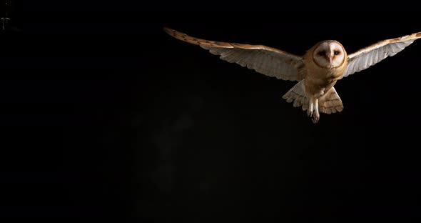 900183 Barn Owl, tyto alba, Adult in flight, Normandy, Slow Motion 4K