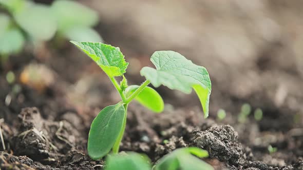 Young Cucumber Plant in Greenhouse