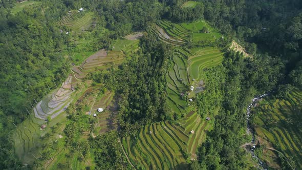 Aerial view of green rice fields in the jungle of Bali, Indonesia