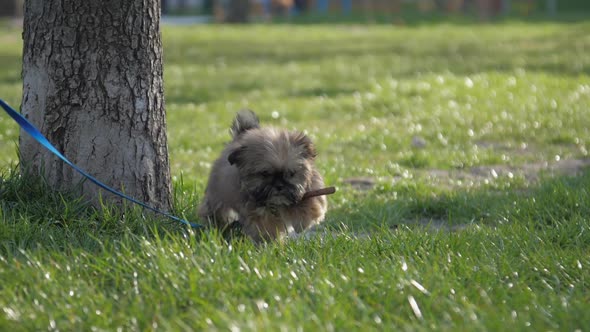 Small Dog with Adorable Fluffy Paws Runs Along Green Grass