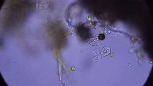 simple organisms in the aquatic environment. microscopic shooting