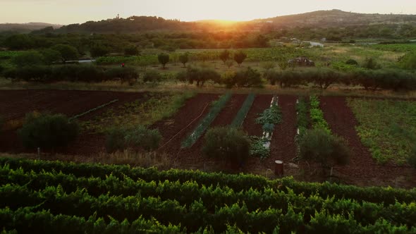 Aerial view of vineyards in Nerezisca dalmatian village, Brac Island, Croatia.