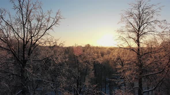 Bare Trees with Branches Strewn White Snow at Sunrise