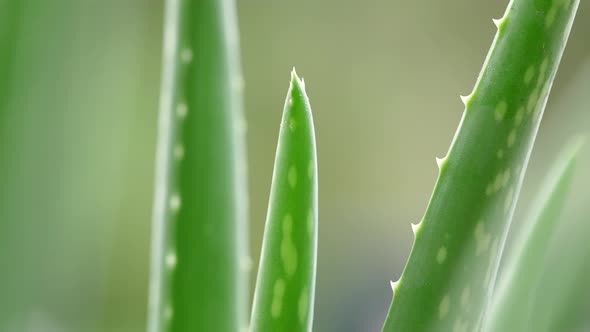 Aloe Vera 26