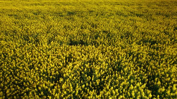 Rapeseed 01