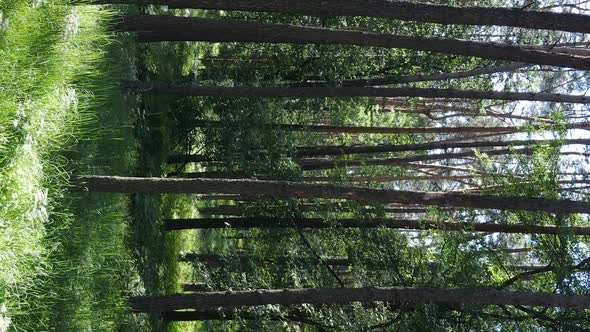 Vertical Video Aerial View Inside a Green Forest with Trees in Summer