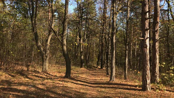 Path leading through the forest 3840X2160 UltraHD footage - Sunny day of autumn in nature 2160p 30fp